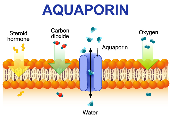 「アクアポリンとは何か」 及び 「貴陽石がアクアポリン 透過水に及ぼす効果」